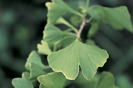 Gingko Nuts for Health Image